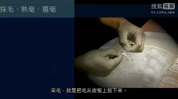 采毛，就是把毛從皮板上拔下來。