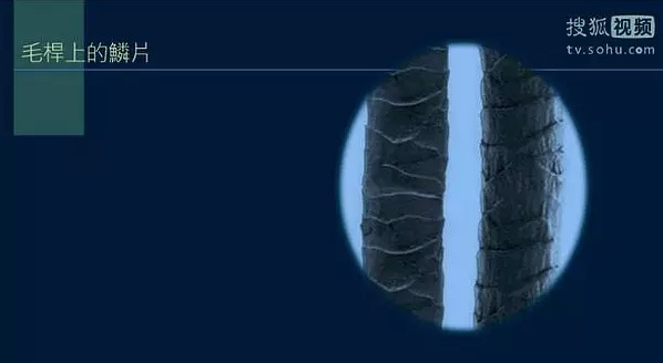 毛杆外壁不是光的，而是如鱗片狀的。