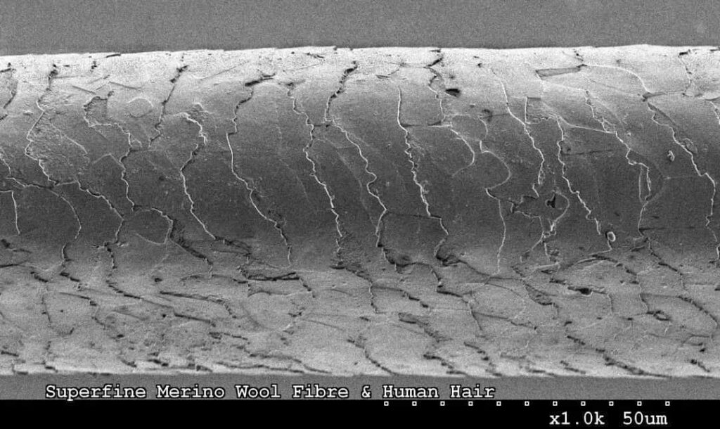 動物毛髮的鱗片