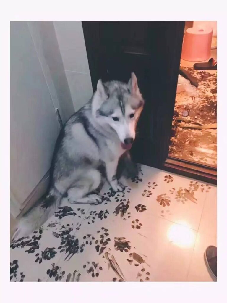 狗狗導致房間裡都是墨汁